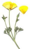 اشولزیا (شقایق کالیفرنیا یا لاله باغی )